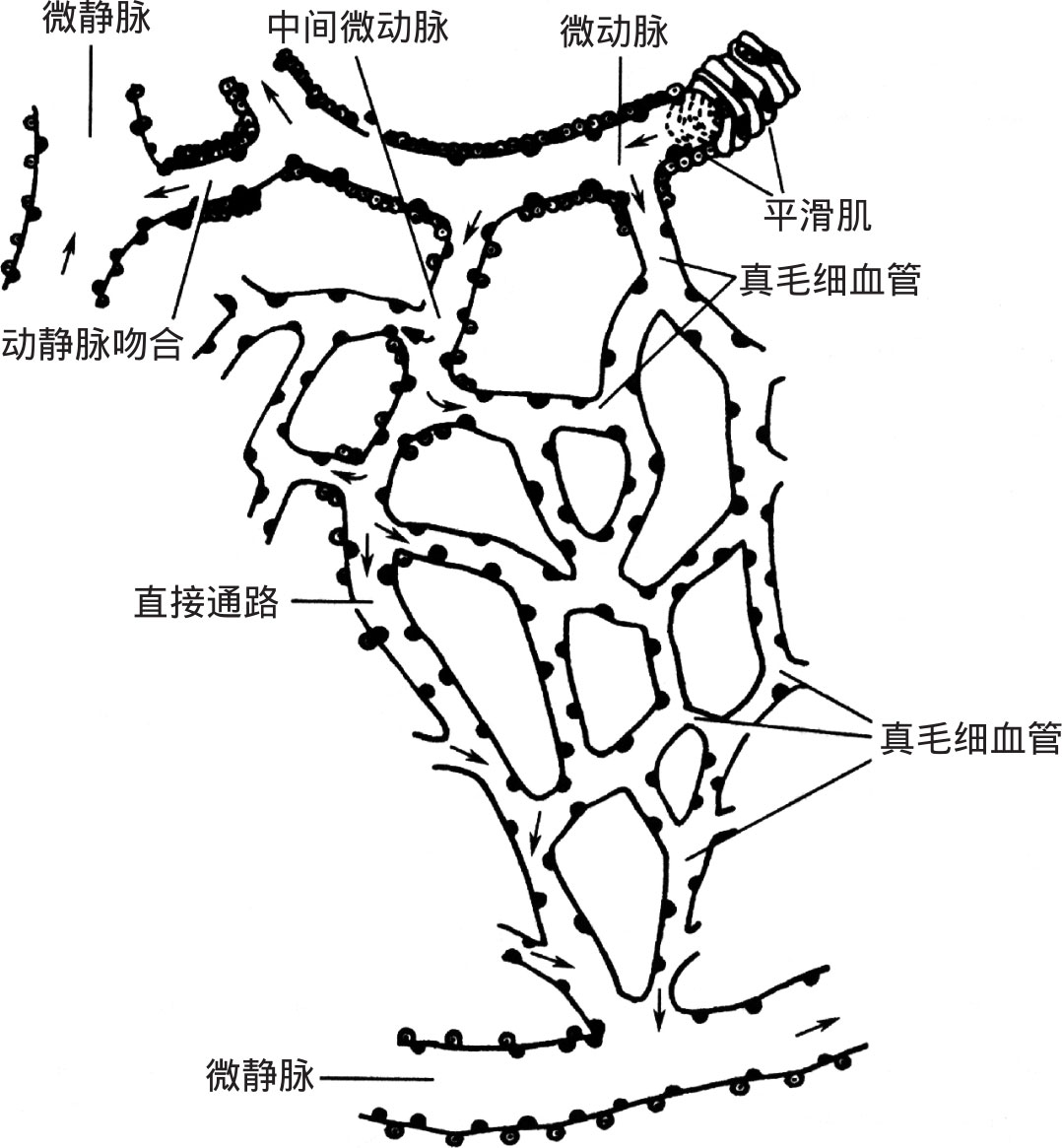 图4-19 微循环血管模式图