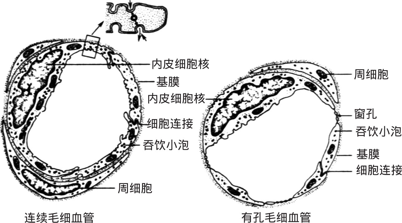 图4-18 两种毛细血管超微结构模式图