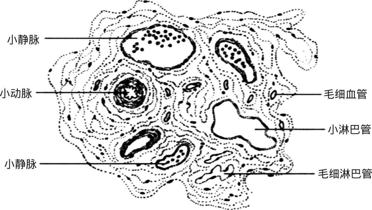图4-16 小动脉和小静脉组织结构