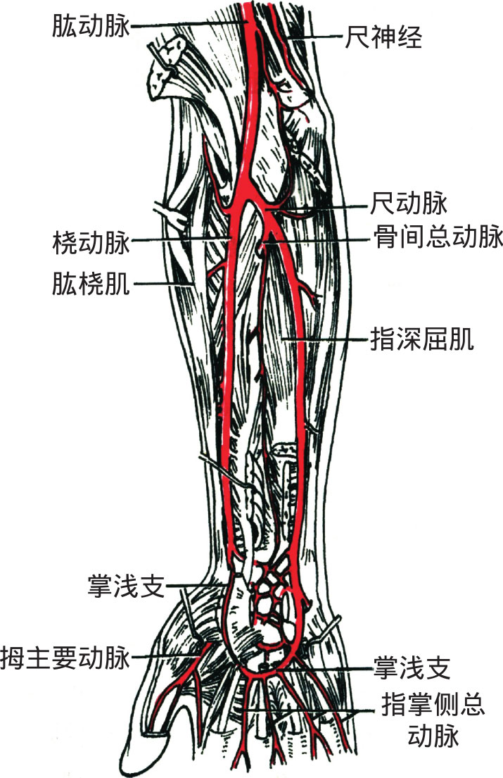 图4-24 前臂前面的动脉