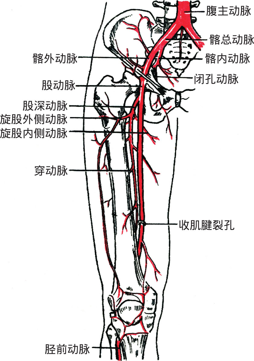 图4-34 盆部与大腿的动脉