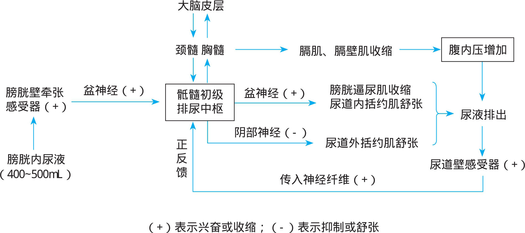 图5-11 排尿反射过程示意图