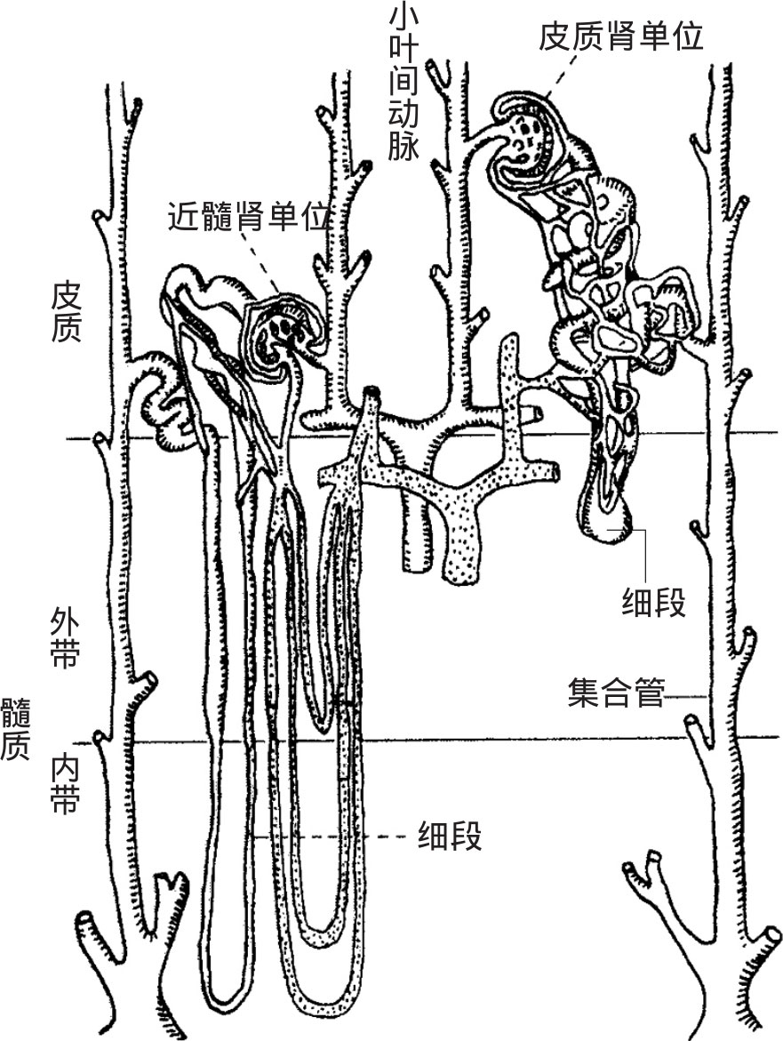 泌尿小管形成,是形成尿的结构,可分为肾单位和集合小管两部分(图5-4)