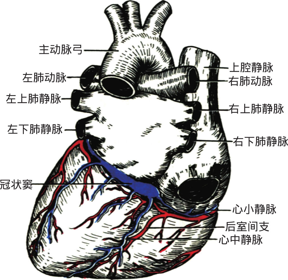 四沟          心表面有4条沟,可作为心各腔在心表面的分界.