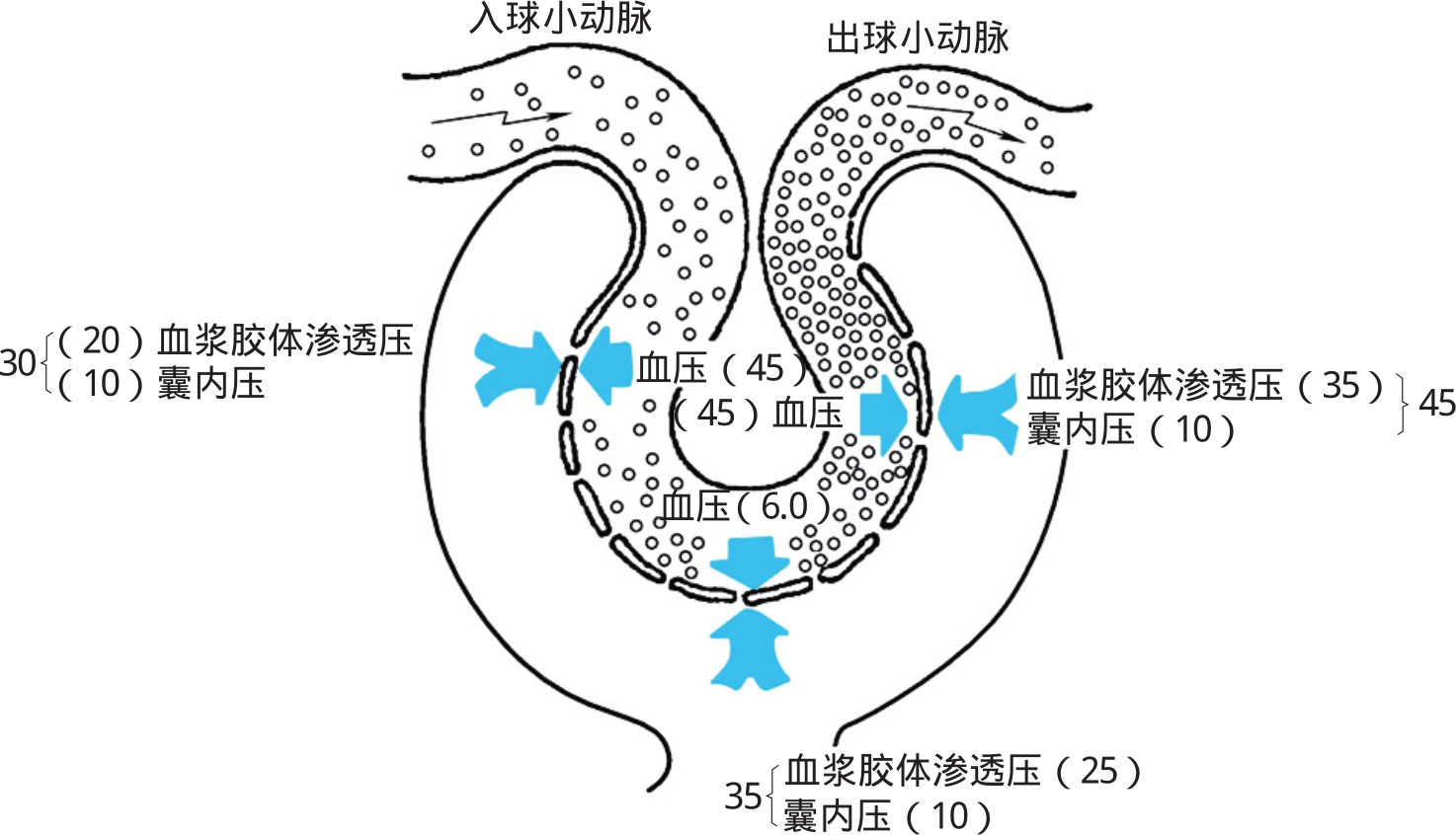 肾小囊的作用 m.zhangyue.com