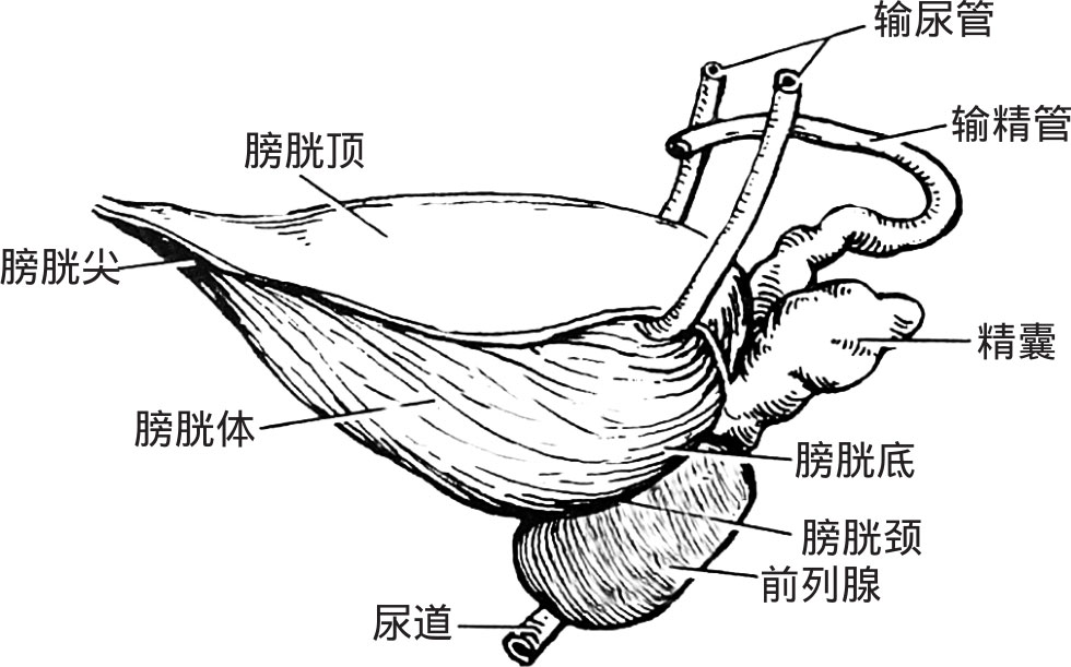 (二)膀胱 膀胱(urinary bladder)是一个肌性囊状的贮尿器官