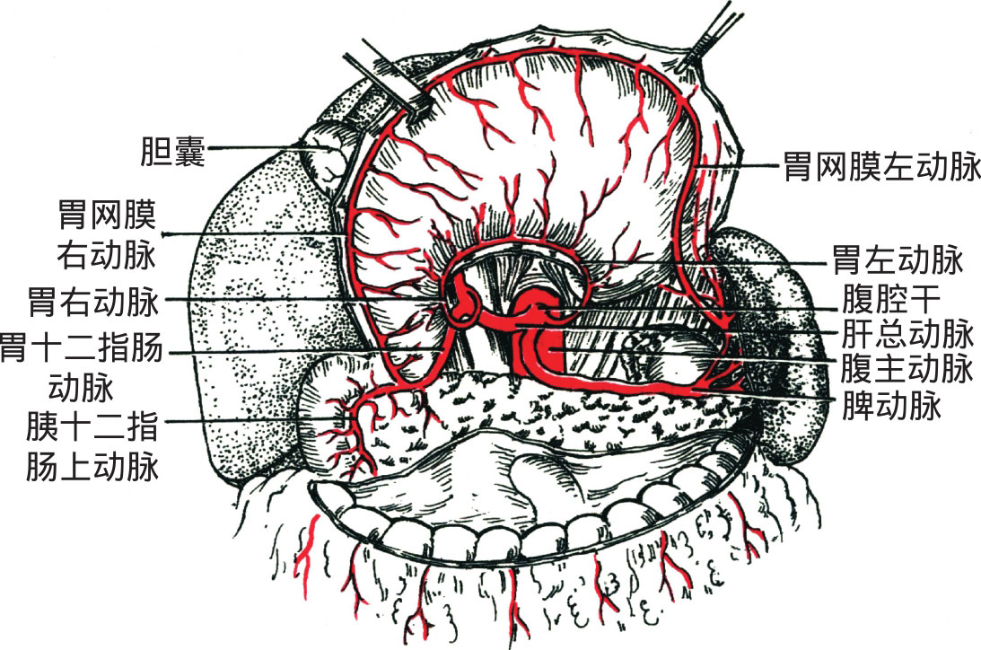 肝总动脉:由腹腔干发出,向右上方至十二指肠