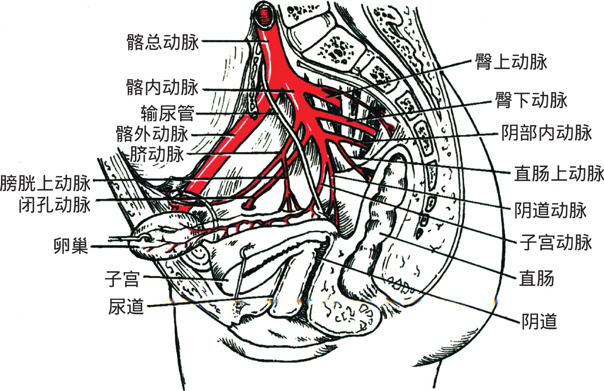 1)壁支:分布于盆壁,主要分支有闭孔动脉,臀上动脉和臀下