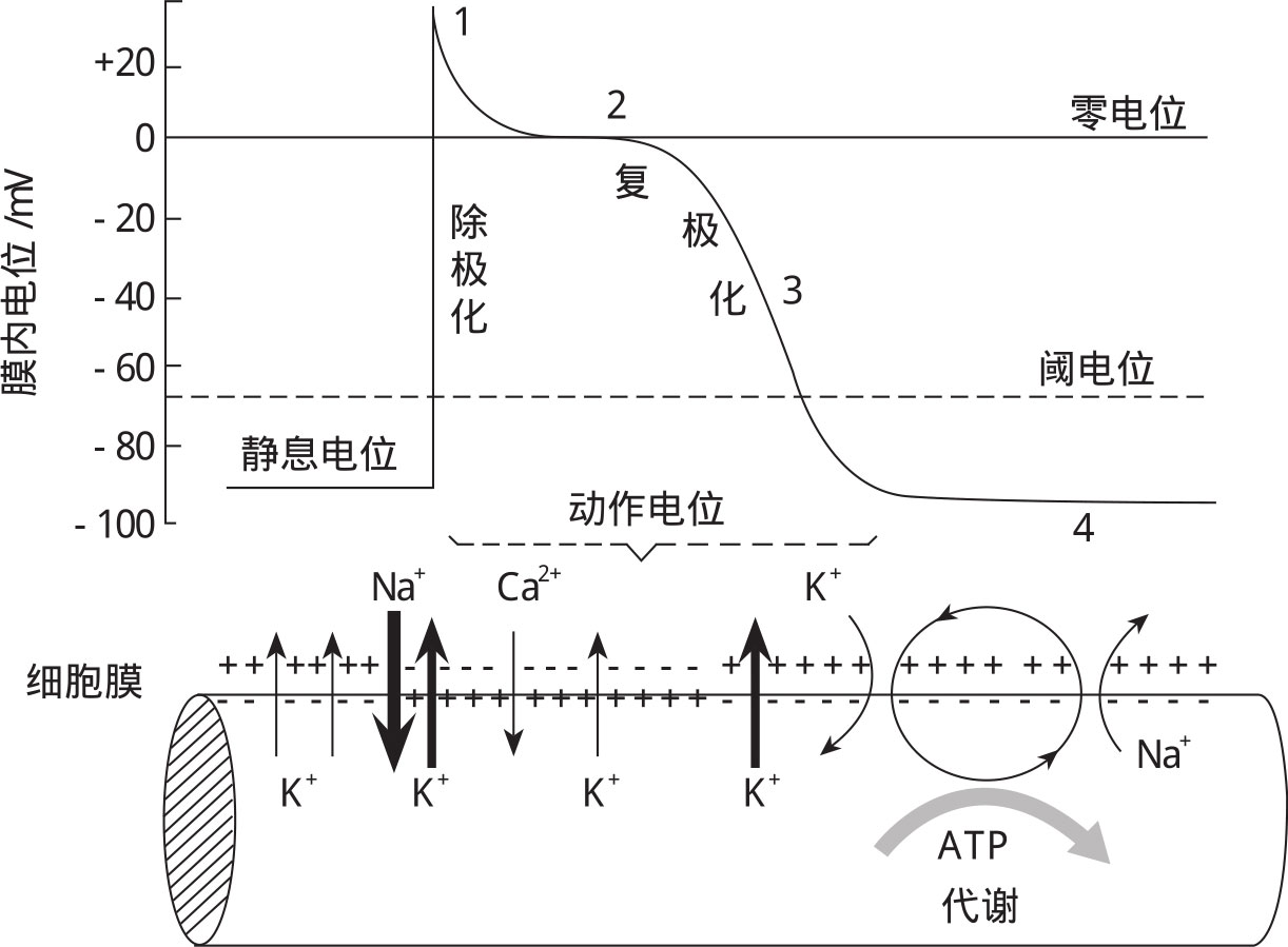 图4-52 心室肌细胞动作电位与离子转运