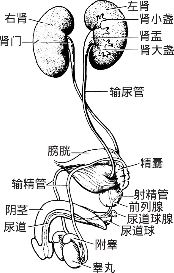 一,泌尿系统的组成和功能          泌尿系统(urinary system)由肾