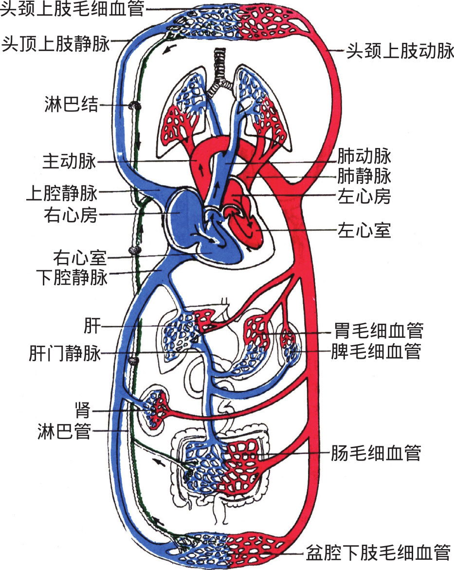 由体循环回心的静脉血从右心房进入右心室,自右心室射入肺动脉