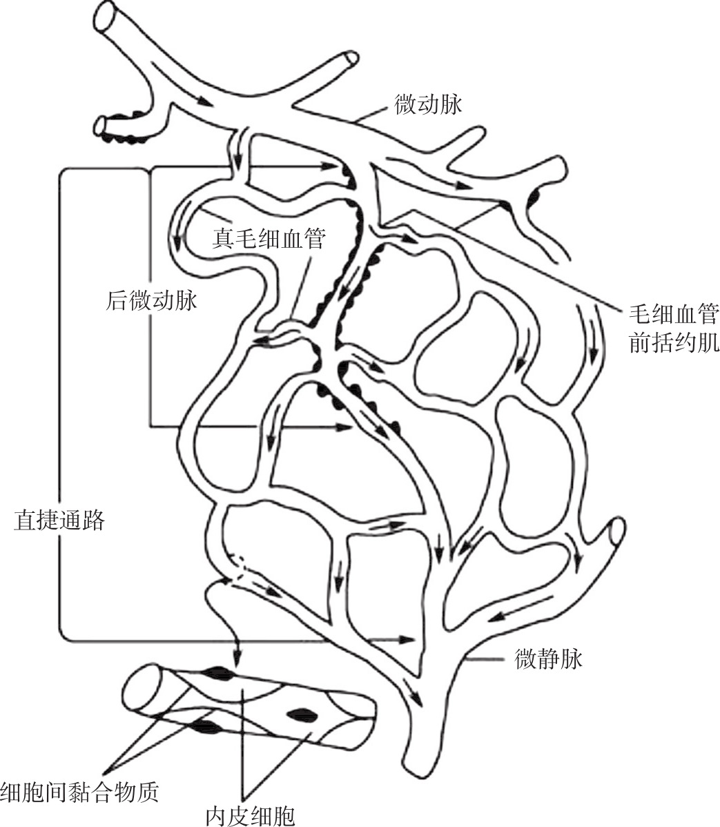 图4-9 微循环的模式图