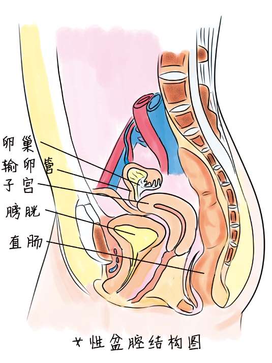 盆腔 包括生殖器官(子宫,输卵管,卵巢,盆腔腹膜