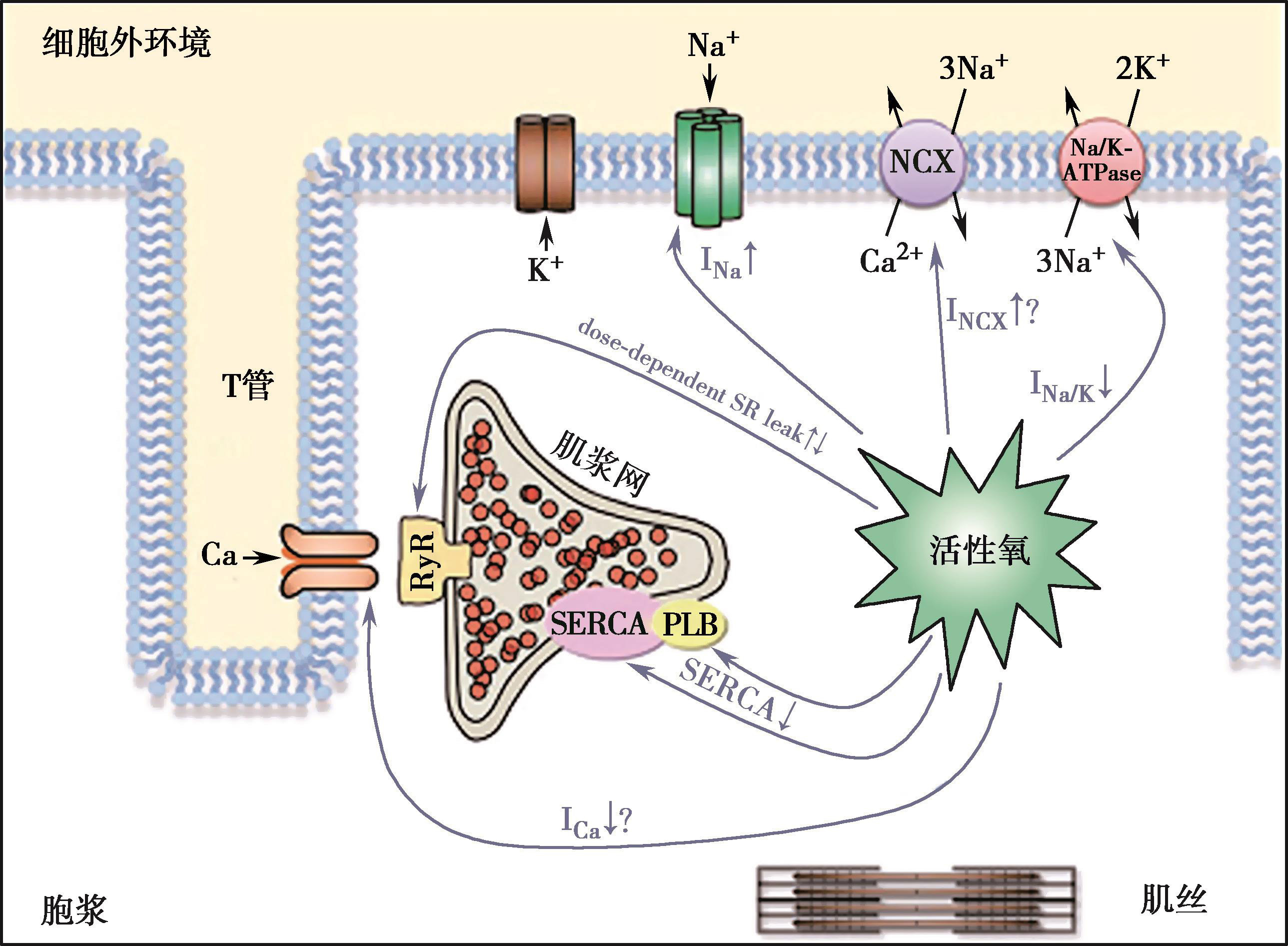 图1-10-2 ros对钠钙调节蛋白的影响