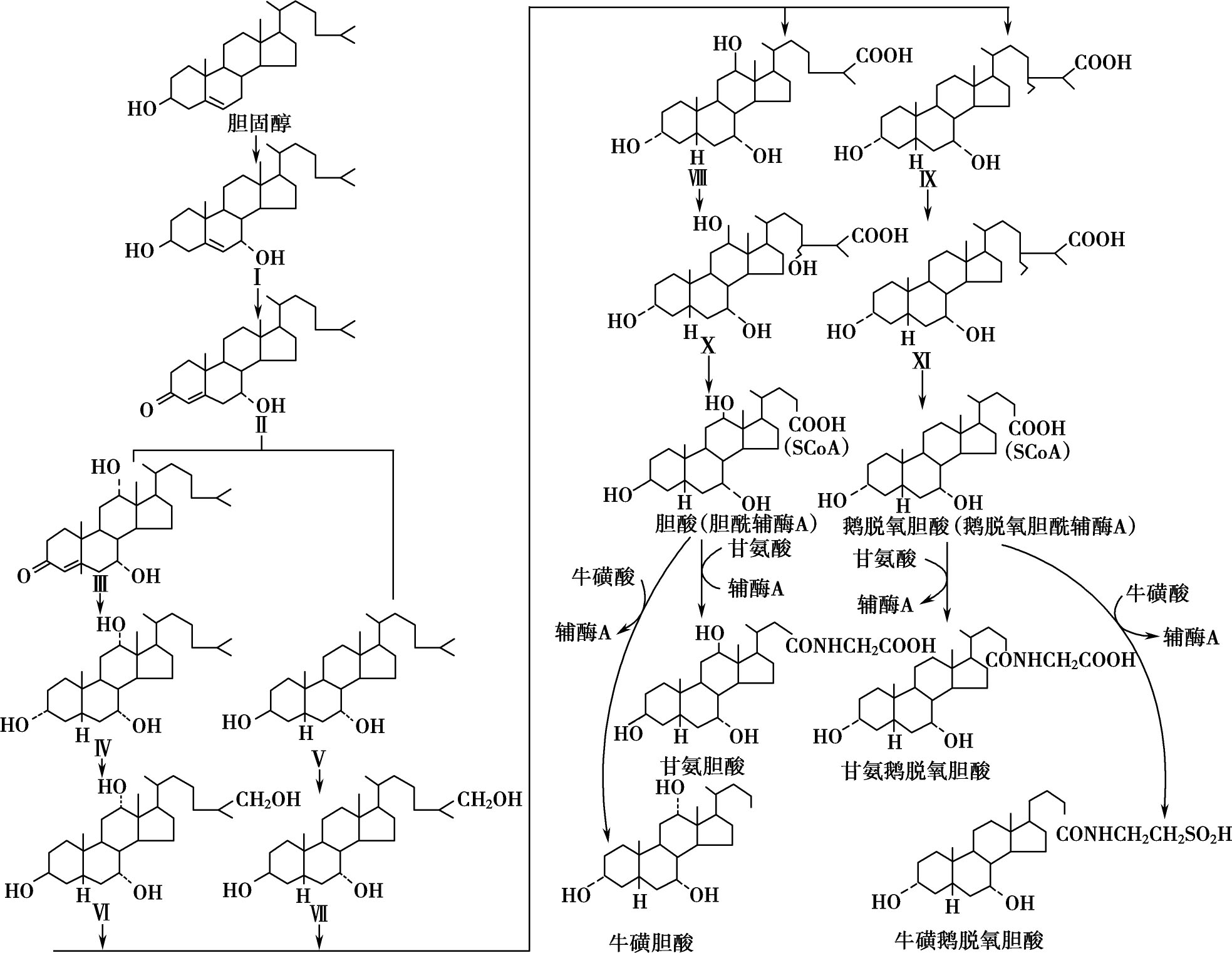 图3-5-3 胆汁酸的主要合成途径