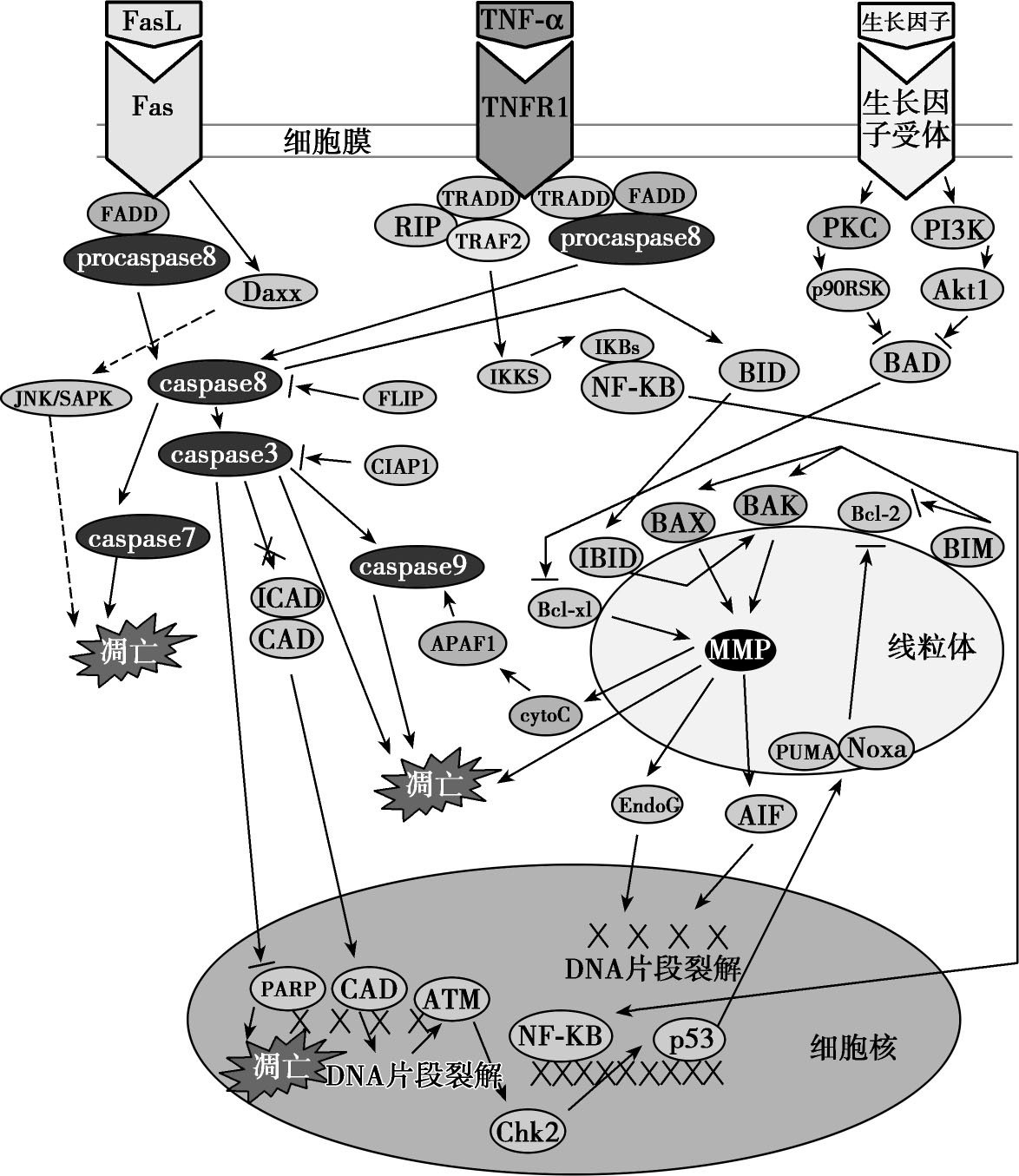 图5-1-2 细胞凋亡信号通路