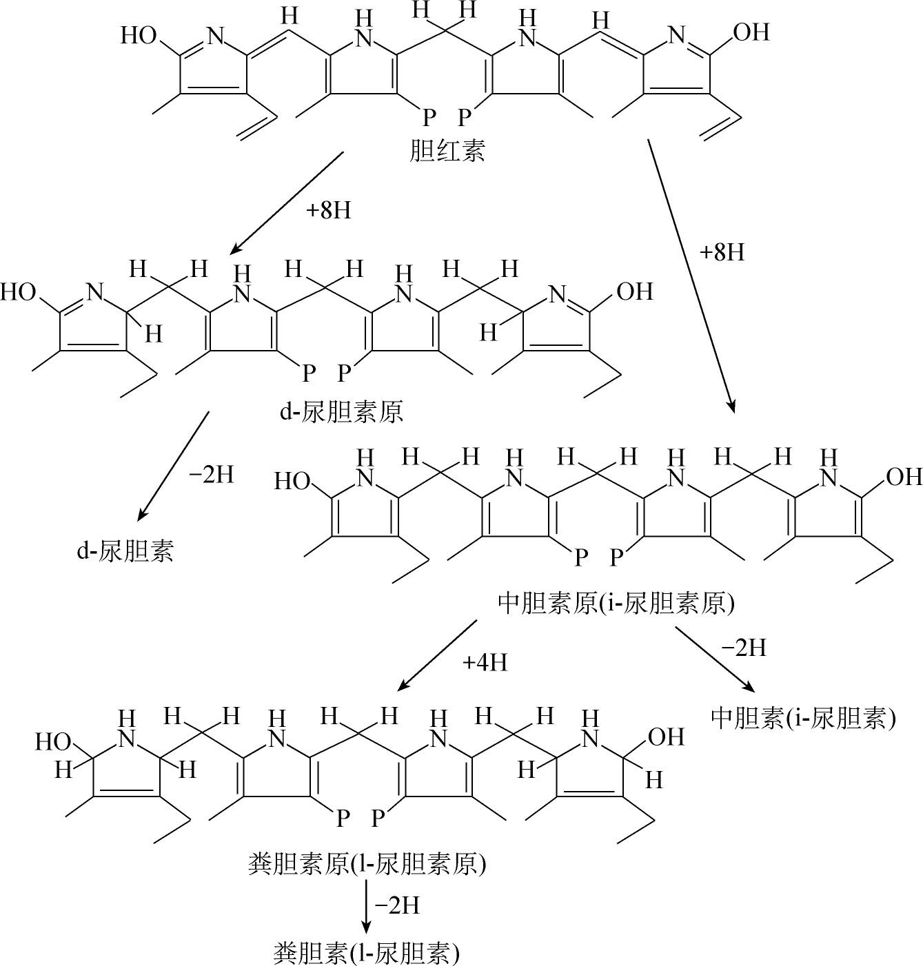 图3-6-17 胆红素在肠道的变化