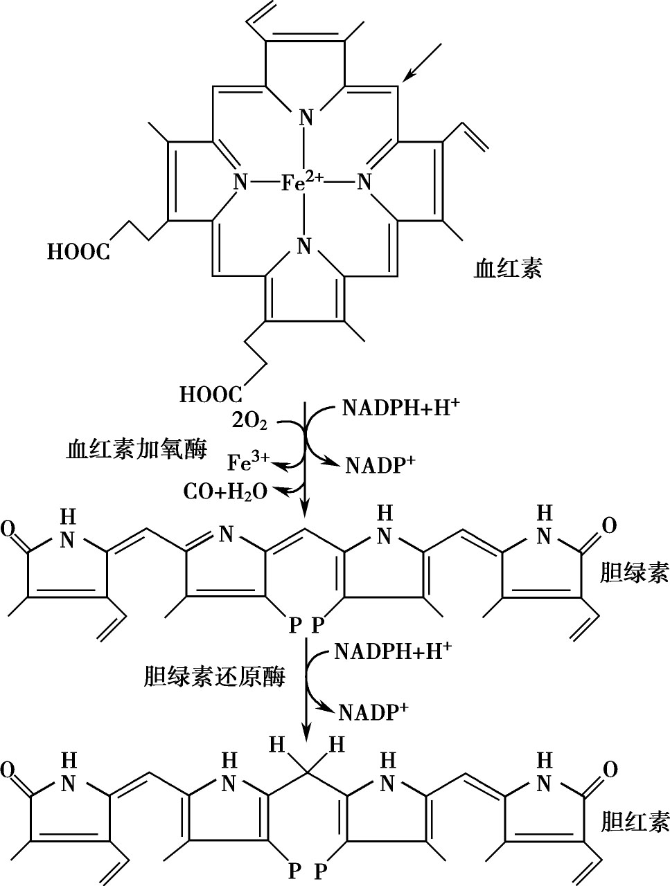 图3-6-12 胆红素的生成