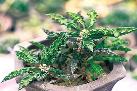 700种多肉植物原色图鉴最新章节 王意成著 掌阅小说网 700种多肉植物原色图鉴最新章节 王意成著 掌阅小说网