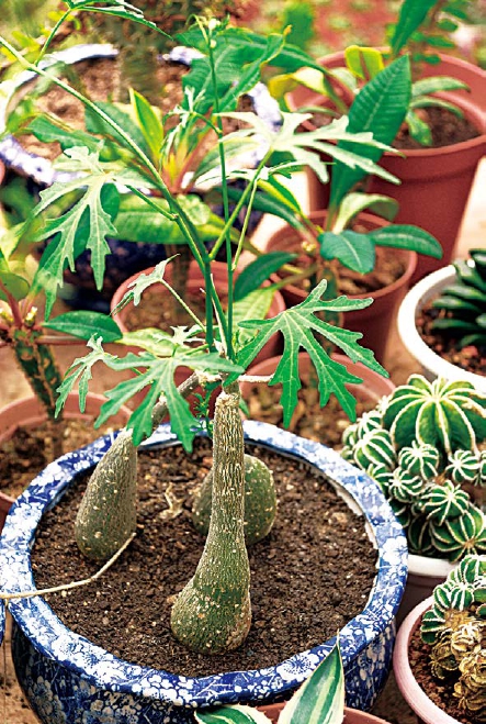 700种多肉植物原色图鉴最新章节 王意成著 掌阅小说网 700种多肉植物原色图鉴最新章节 王意成著 掌阅小说网