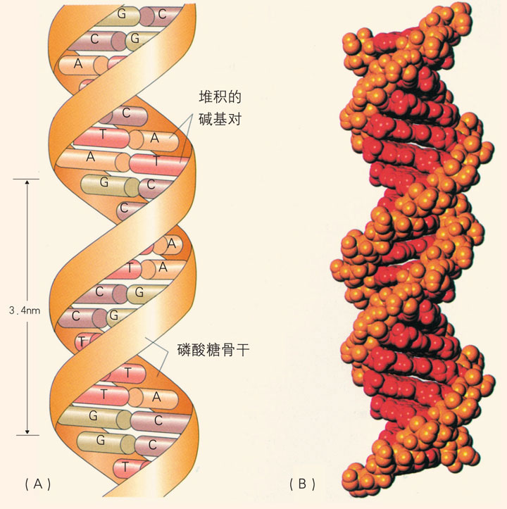 掌阅小说网
