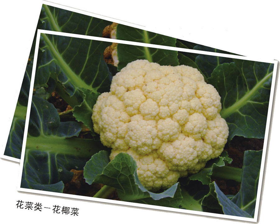 阳台种菜大全最新章节 徐晔春著 掌阅小说网 阳台种菜大全最新章节 徐晔春著 掌阅小说网