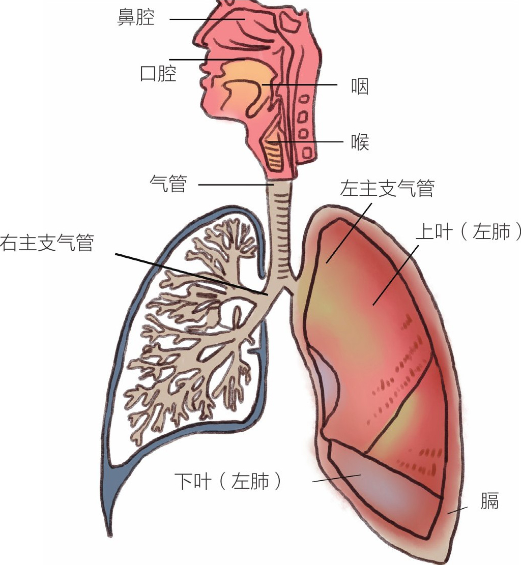 肺门支气管图片