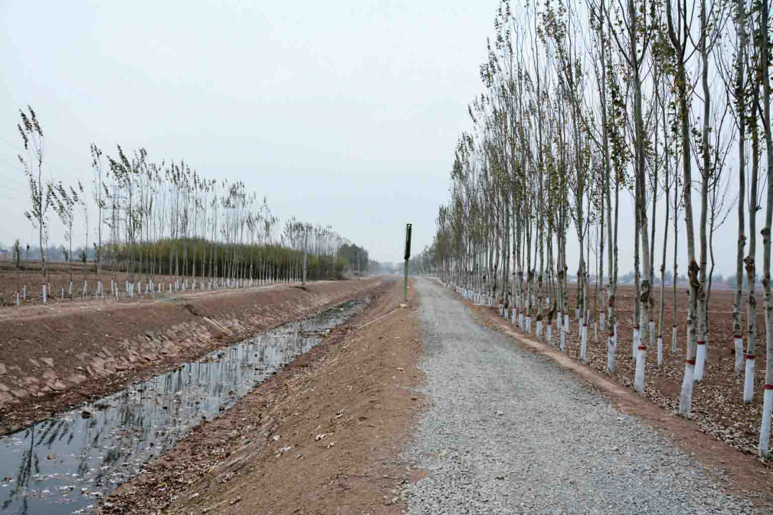 彩图-12 林路渠一体化新型农田防护林网