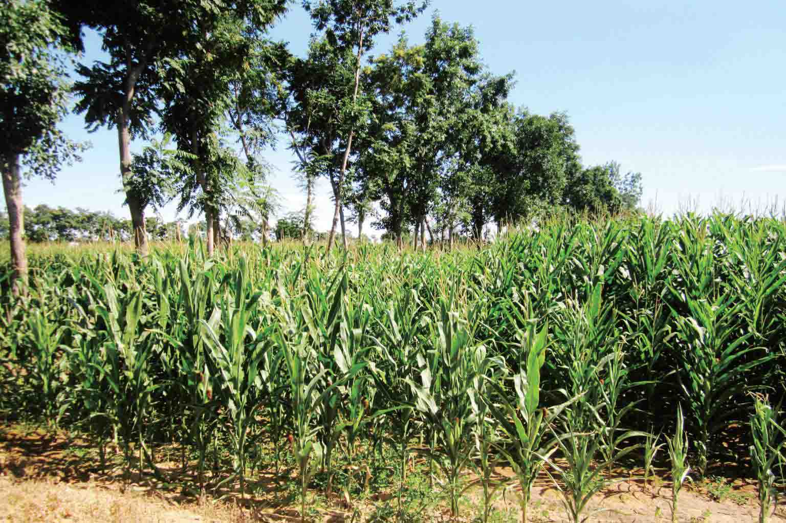 彩图-02 严重胁地的过密的农田防护林网