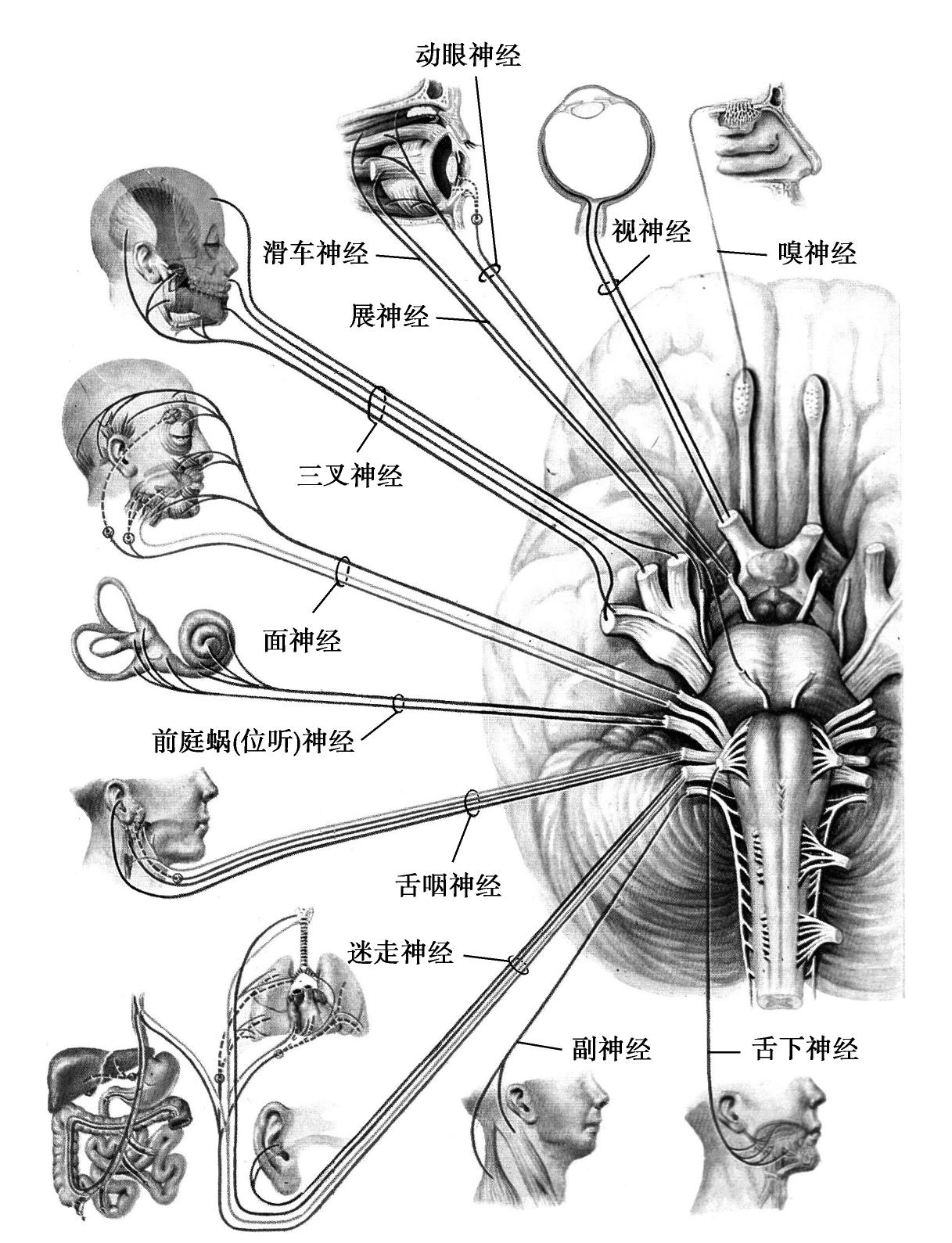 颅脑损伤最新章节_游潮著