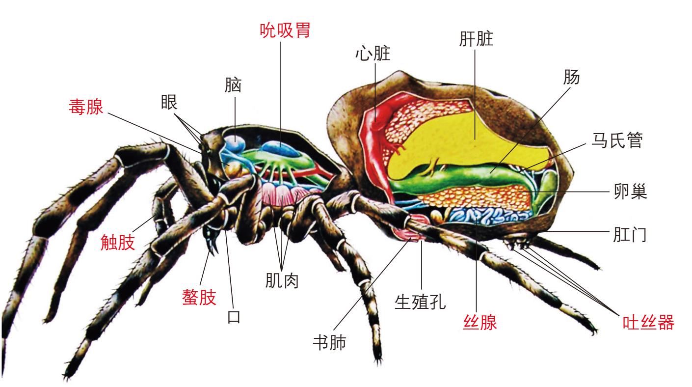 超能力神奇蜘蛛最新章节 林育真著 掌阅小说网