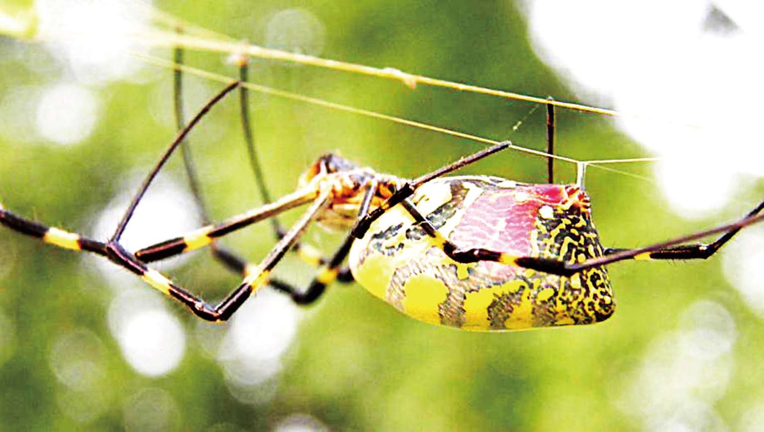 超能力神奇蜘蛛最新章节 林育真著 掌阅小说网 超能力神奇蜘蛛最新章节 林育真著 掌阅小说网