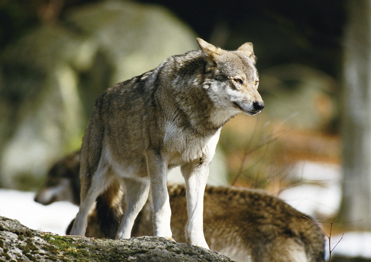 动物世界(注音版)最新章节_韩雪著_掌阅小说网