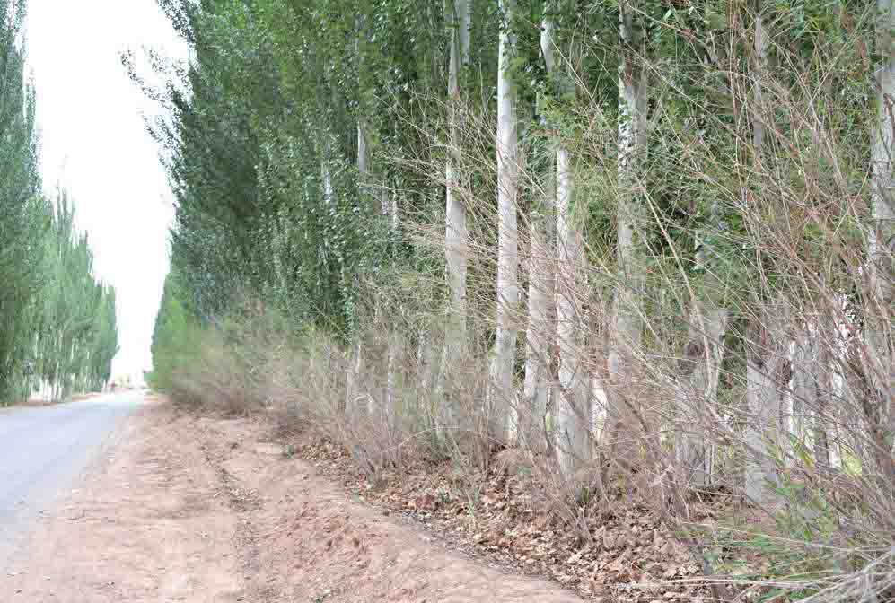 彩图-20 乔灌结合的疏透型成熟农田防护林带