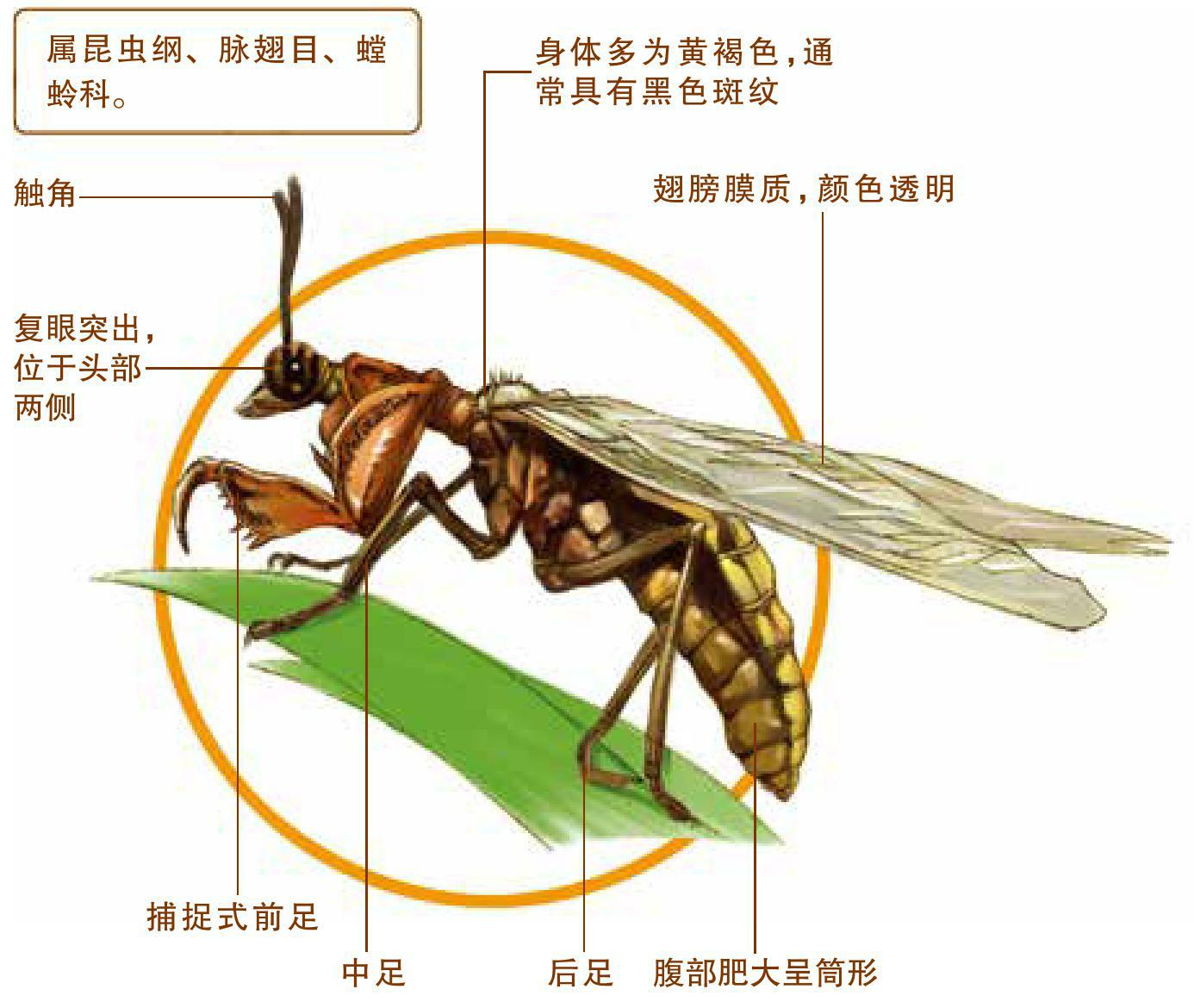 昆虫足的结构示意图图片