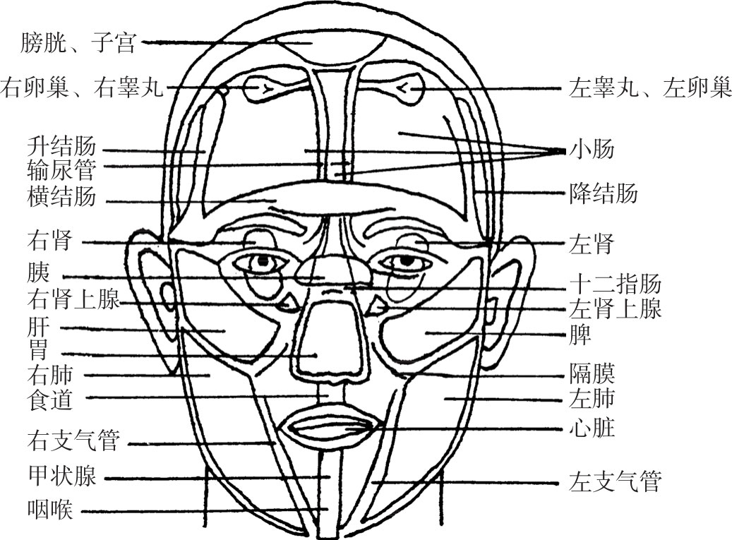 人脸构造图及名称图片