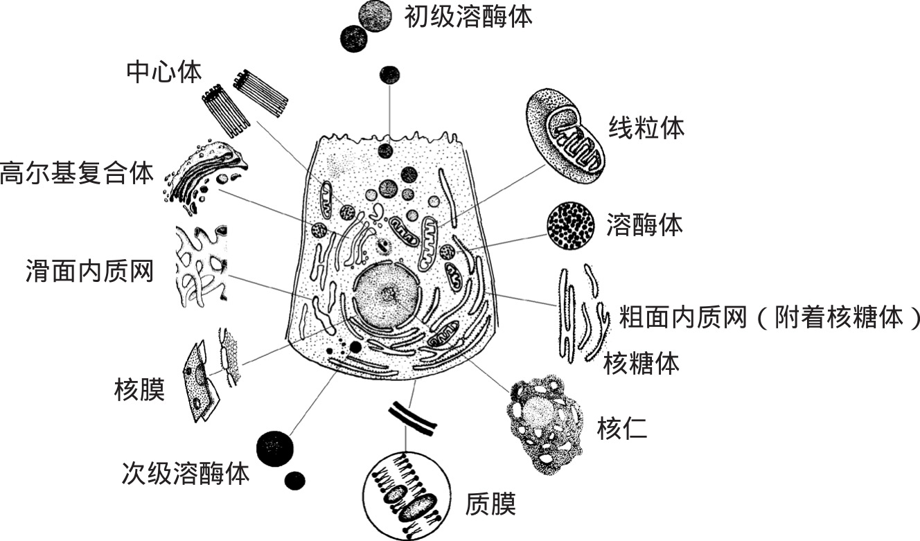 人体细胞结构初中图片