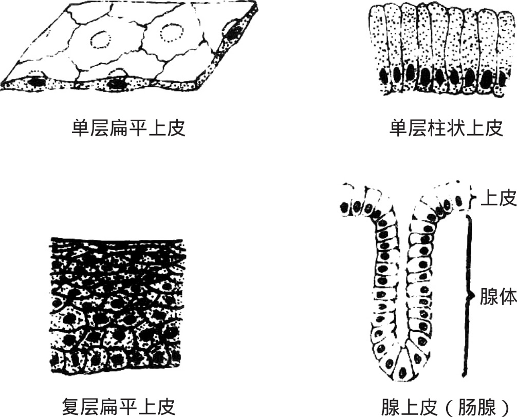 上皮组织简图图片