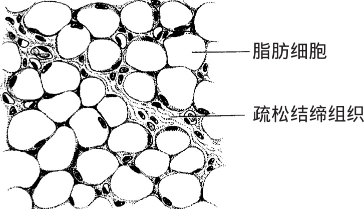 脂肪组织由大量脂肪细胞聚集形成,被少量疏松结缔组织分隔成大小