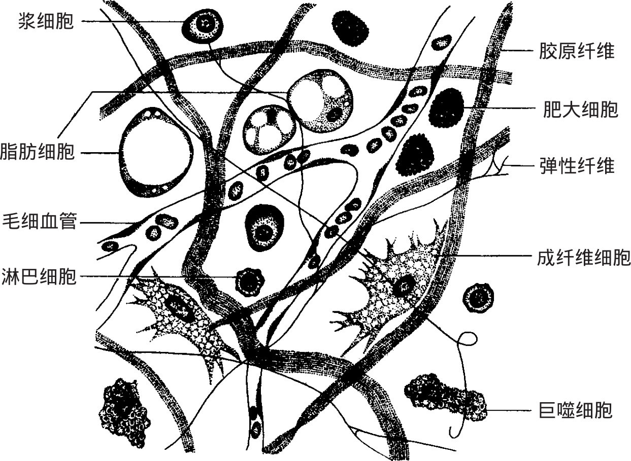 图2-17 疏松结缔组织