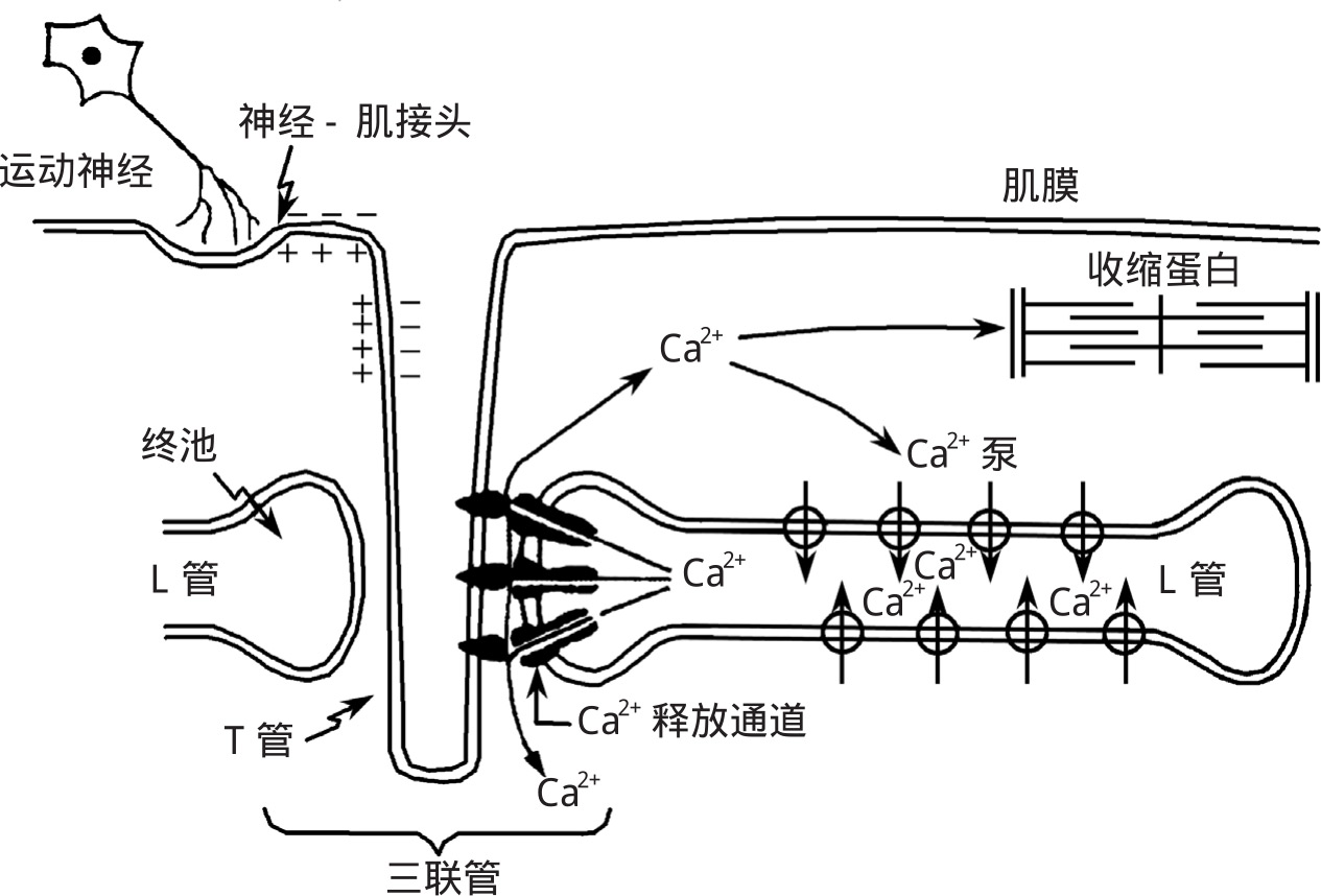 心肌细胞收缩分子机制,心肌细胞分类,心肌细胞(第3页)_大山谷图库