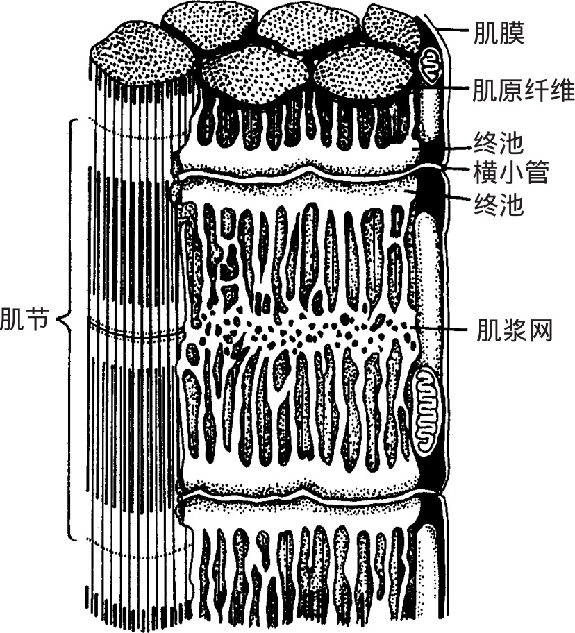 图2-22 骨骼肌纤维的横小管