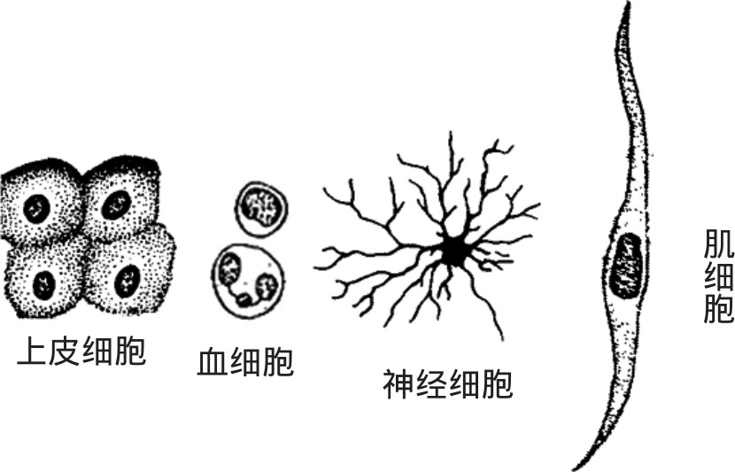 人体细胞的形态,大小多种多样,有圆形(白细胞),立方形(甲状腺