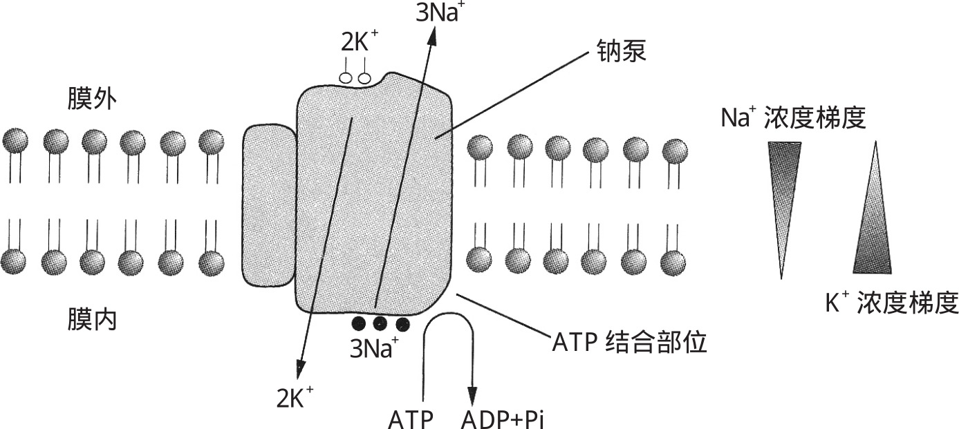 图2-5 钠钾泵主动转运