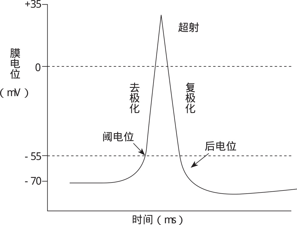 去极化复极化反极化图,去极化复极化超极化_大山谷图库