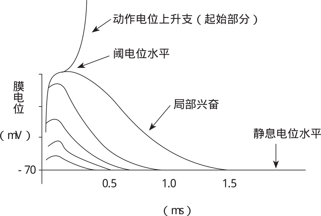 图2-9 局部电位总和效应