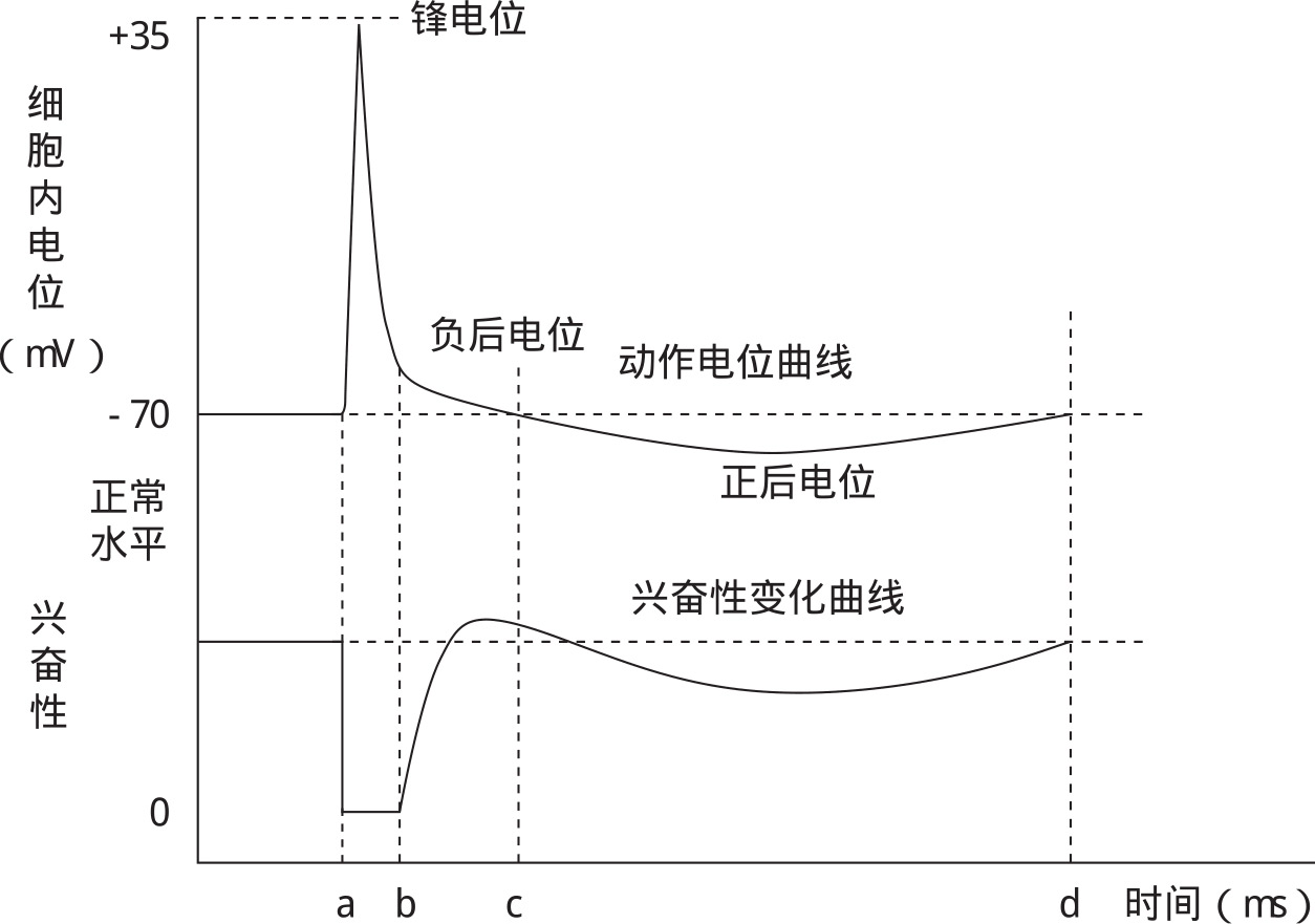 图2-12 一个动作电位周期内的兴奋性变化