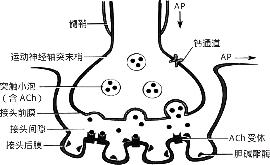 运动终板手绘图图片