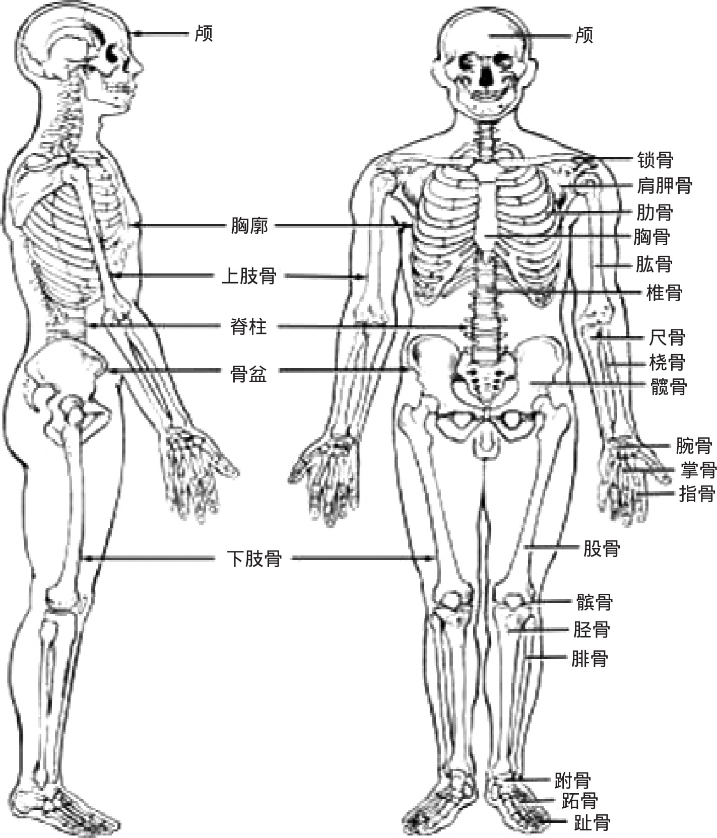 人身体结构部位详细图片