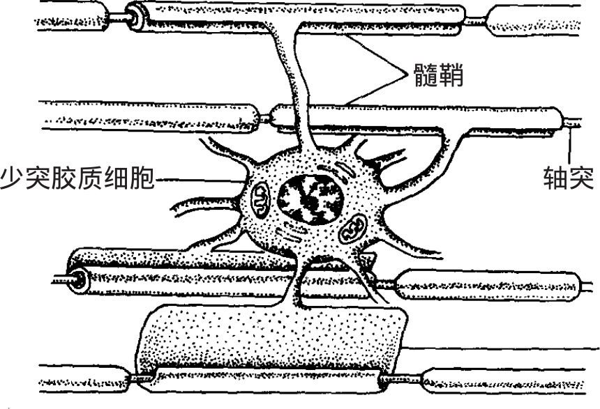 有髓神经纤维          神经元的长突起外面包绕有髓鞘及神经膜,光学